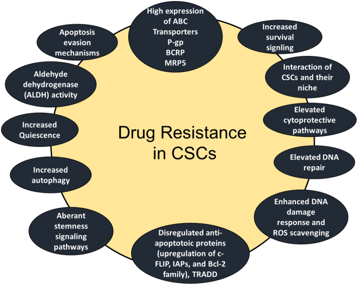 Drug and apoptosis resistance in cancer stem cells: a puzzle with many pieces.