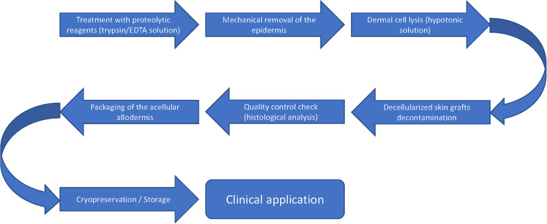 Clinical applications of acellular dermal matrices: A review.