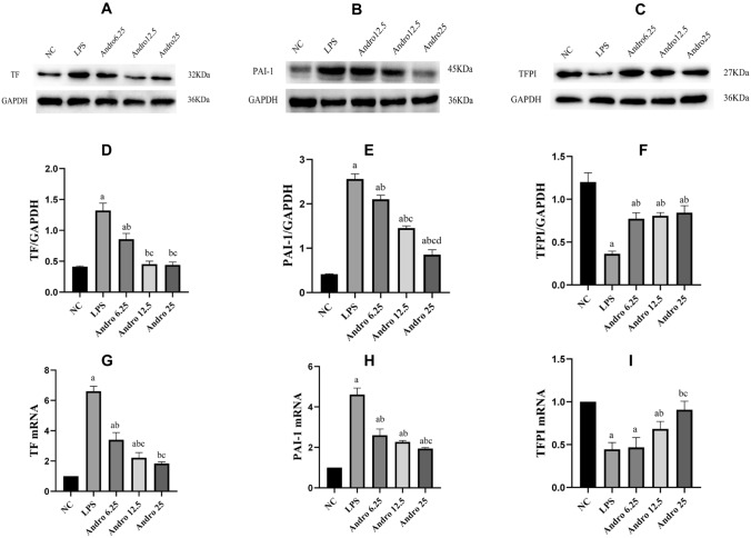 Andrographolide Suppresses Expressions of Coagulation and Fibrinolytic Inhibition-Related Factors in LPS-Induced Alveolar Epithelial Cell Type II via NF-κB Signal Pathway In Vitro.