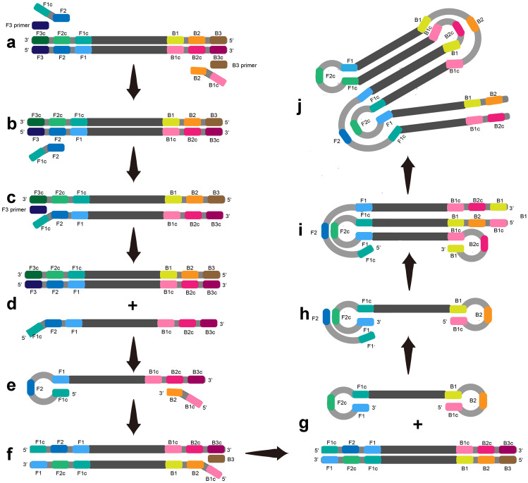 Loop-Mediated Isothermal Amplification-Based Microfluidic Platforms for the Detection of Viral Infections.