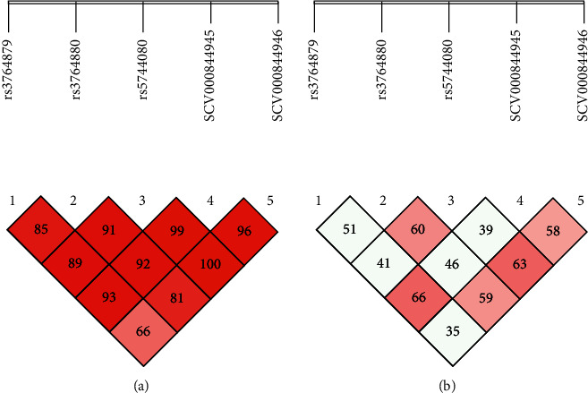 <i>TLR-8</i>, <i>TNF-α</i>, and <i>ESR-1α</i> Gene Polymorphism Susceptibility in Onset of Arthritis.