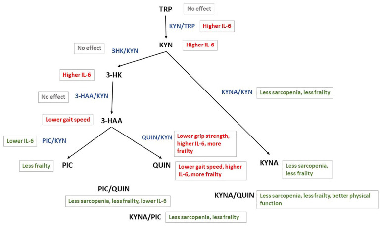 Association Between Tryptophan Metabolites, Physical Performance, and Frailty in Older Persons.