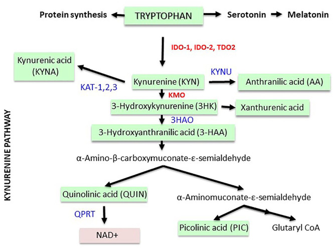 Association Between Tryptophan Metabolites, Physical Performance, and Frailty in Older Persons.