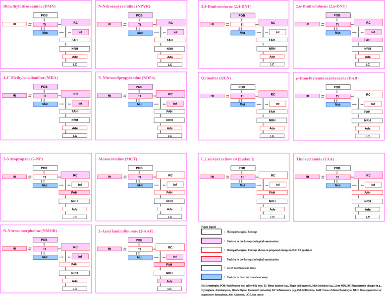 Detection of hepatocarcinogens by combination of liver micronucleus assay and histopathological examination in 2-week or 4-week repeated dose studies.