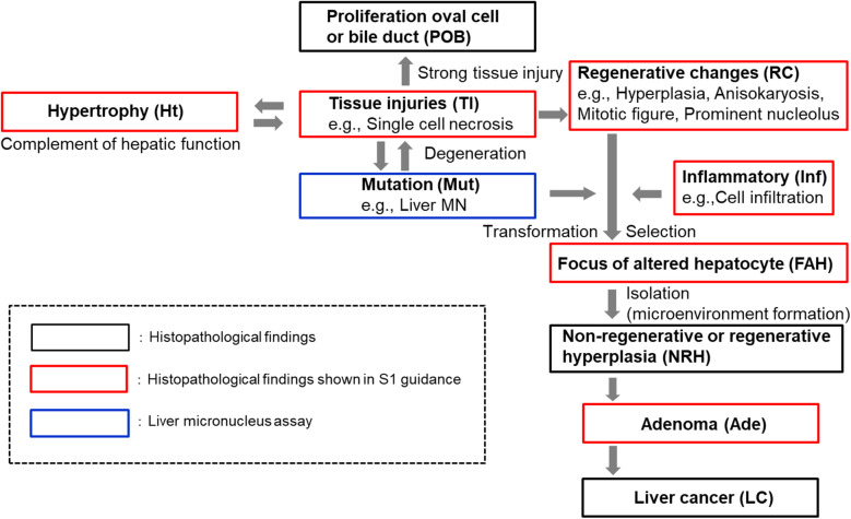 Detection of hepatocarcinogens by combination of liver micronucleus assay and histopathological examination in 2-week or 4-week repeated dose studies.