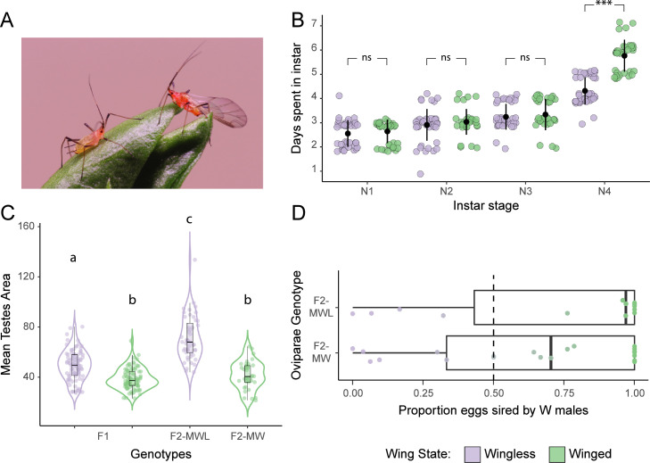 Pea aphid winged and wingless males exhibit reproductive, gene expression, and lipid metabolism differences