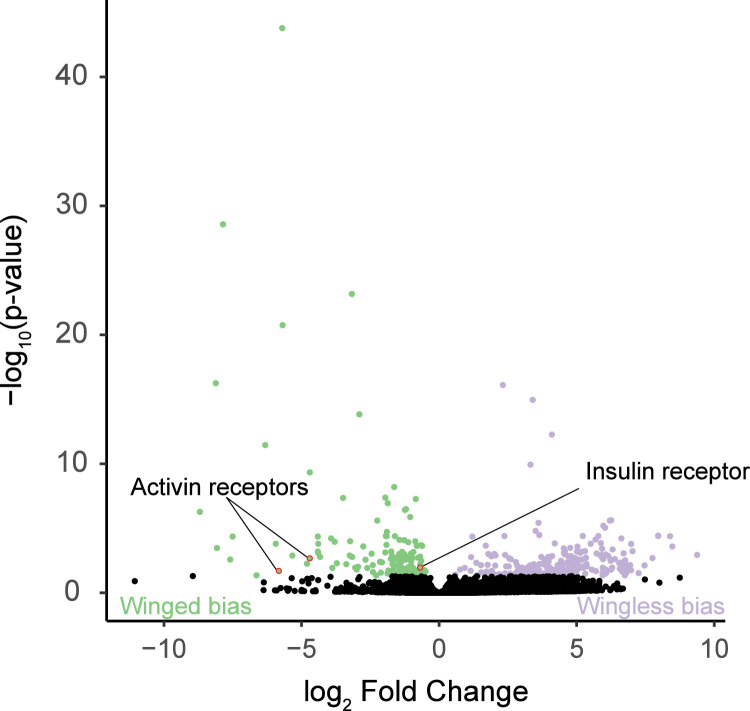 Pea aphid winged and wingless males exhibit reproductive, gene expression, and lipid metabolism differences