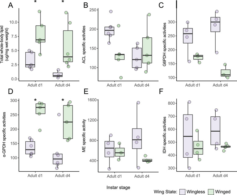 Pea aphid winged and wingless males exhibit reproductive, gene expression, and lipid metabolism differences