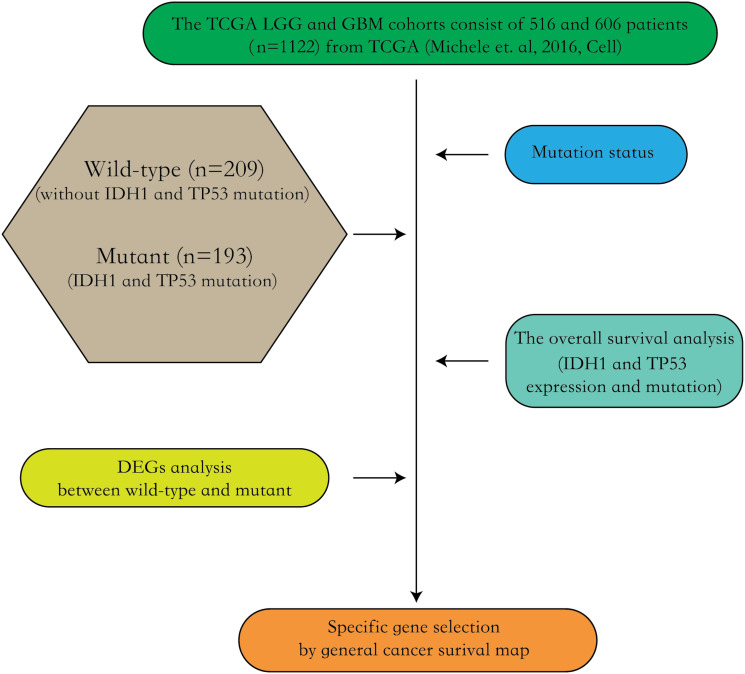Integrated analysis of the genomic and transcriptional profile of gliomas with isocitrate dehydrogenase-1 and tumor protein 53 mutations.
