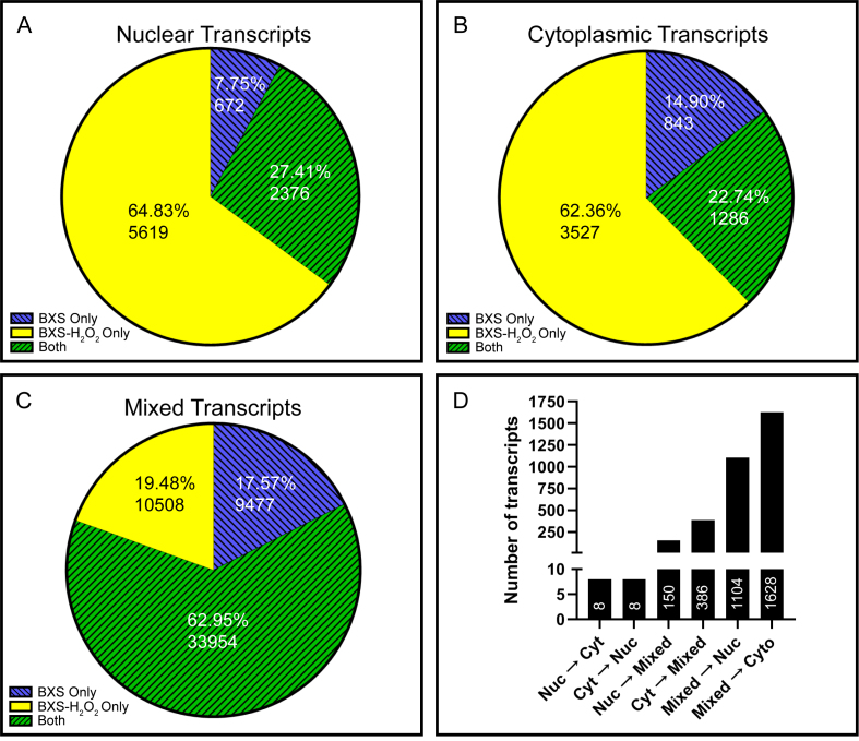 Oxidative stress alters transcript localization of disease-associated genes in the retinal pigment epithelium.