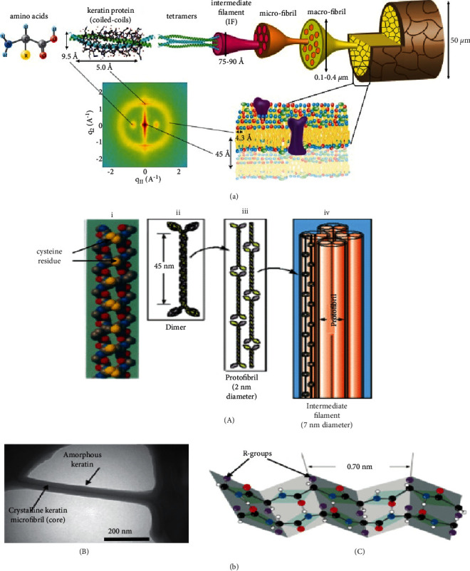 Bioconversion of Keratin Wastes Using Keratinolytic Microorganisms to Generate Value-Added Products.