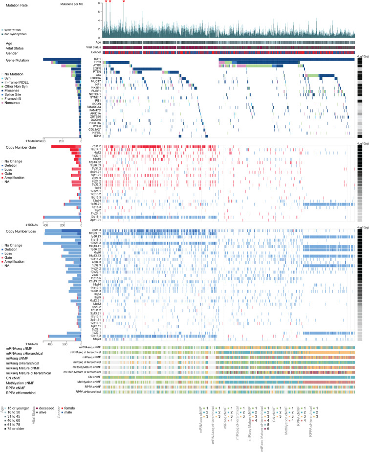 Integrated analysis of the genomic and transcriptional profile of gliomas with isocitrate dehydrogenase-1 and tumor protein 53 mutations.