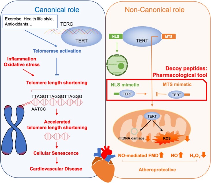 Mitochondrial Telomerase Reverse Transcriptase, a Target for Cardiovascular Disease?