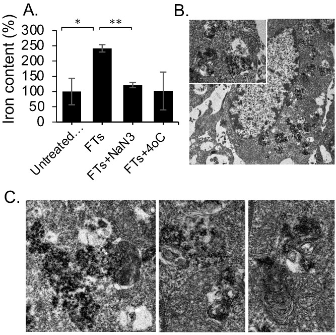 Pharmacokinetic/Pharmacodynamic Determinations of Iron-tannic Molecular Nanoparticles with its Implication in MR Imaging and Enhancement of Liver Clearance.