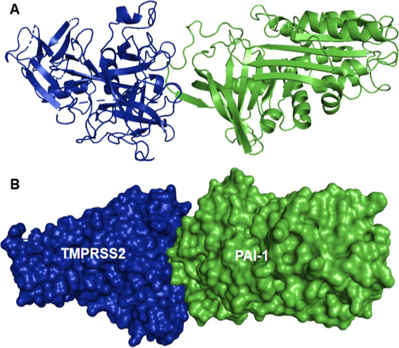 Oral cavity infection by the SARS-CoV-2: emphasizing the essence of masking and peptide therapeutics.