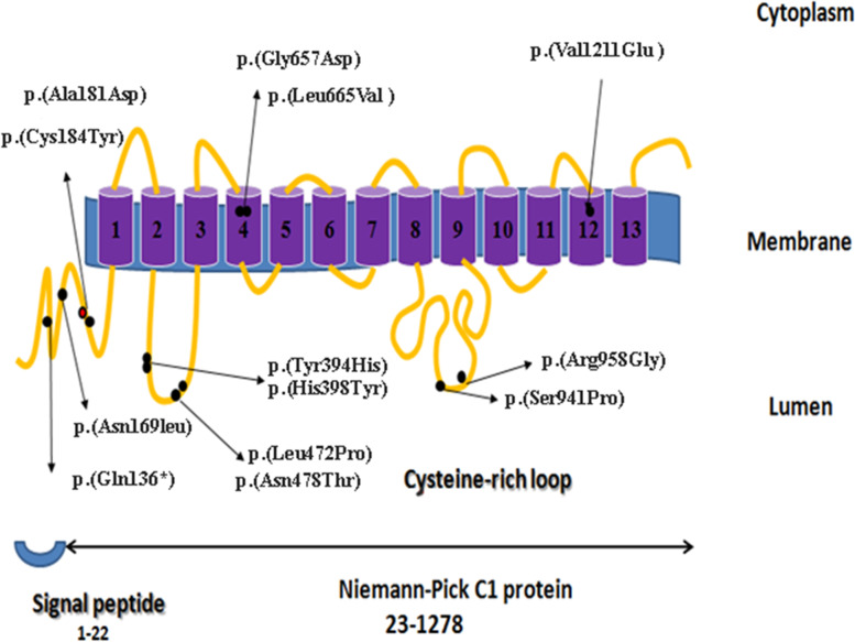 Identification of novel mutations among Iranian NPC1 patients: a bioinformatics approach to predict pathogenic mutations.