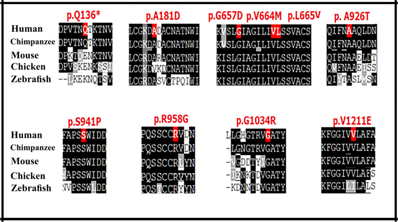 Identification of novel mutations among Iranian NPC1 patients: a bioinformatics approach to predict pathogenic mutations.