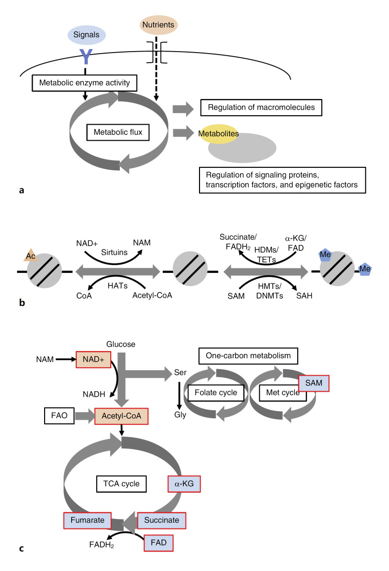 Metabolic Control of Germline Formation and Differentiation in Mammals.