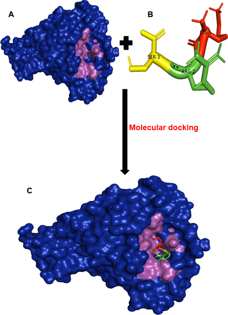 Oral cavity infection by the SARS-CoV-2: emphasizing the essence of masking and peptide therapeutics.