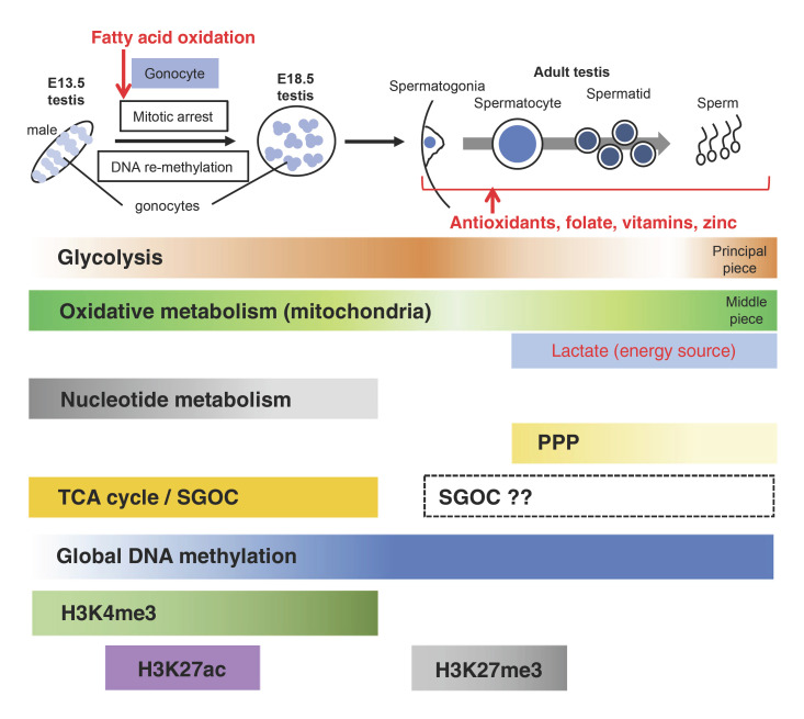 Metabolic Control of Germline Formation and Differentiation in Mammals.