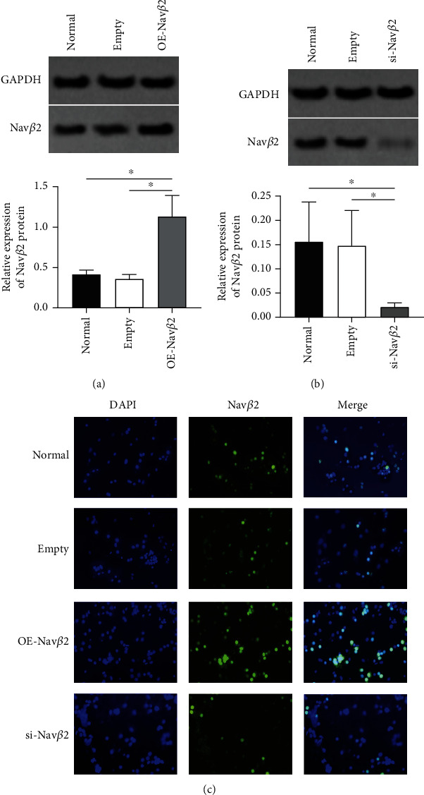 Reduced Expression of Voltage-Gated Sodium Channel Beta 2 Restores Neuronal Injury and Improves Cognitive Dysfunction Induced by A<i>β</i>1-42.