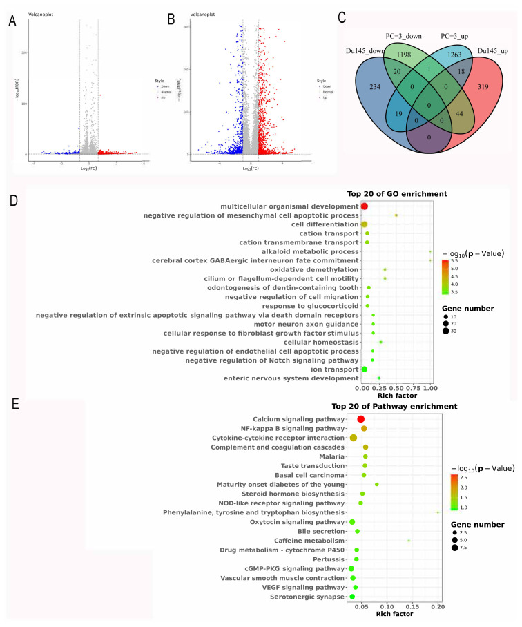 Demethylase FTO inhibits the development of prostate cancer by upregulating EGR2 expression in an m6A manner.