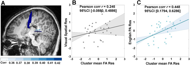 Left and Right Arcuate Fasciculi Are Uniquely Related to Word Reading Skills in Chinese-English Bilingual Children.