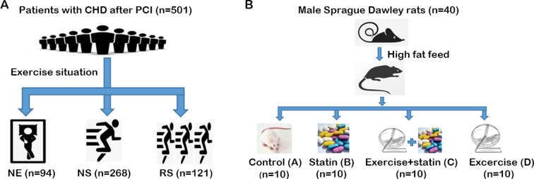 The beneficial effects of exercise on glucose and lipid metabolism during statin therapy is partially mediated by changes of the intestinal flora.