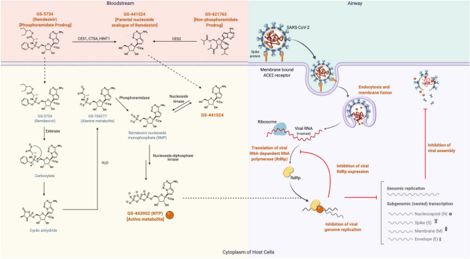 The Potential Protective Role of GS-441524, a Metabolite of the Prodrug Remdesivir, in Vaccine Breakthrough SARS-CoV-2 Infections.