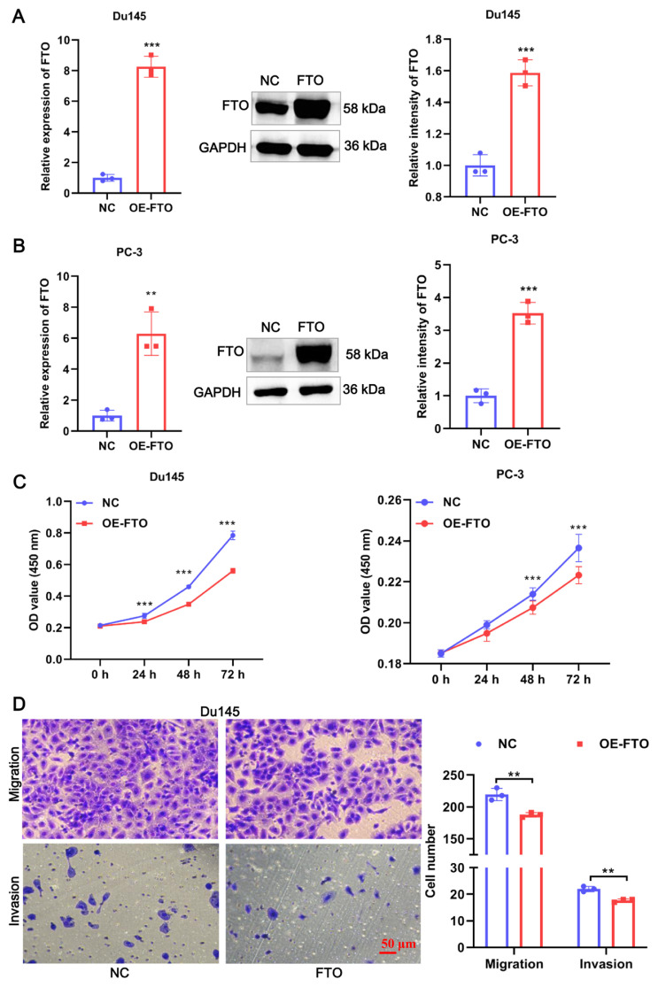 Demethylase FTO inhibits the development of prostate cancer by upregulating EGR2 expression in an m6A manner.