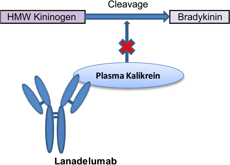 Safety Aspects and Rational Use of Lanadelumab Injections in the Treatment of Hereditary Angioedema (HAE): Clinical Insights.