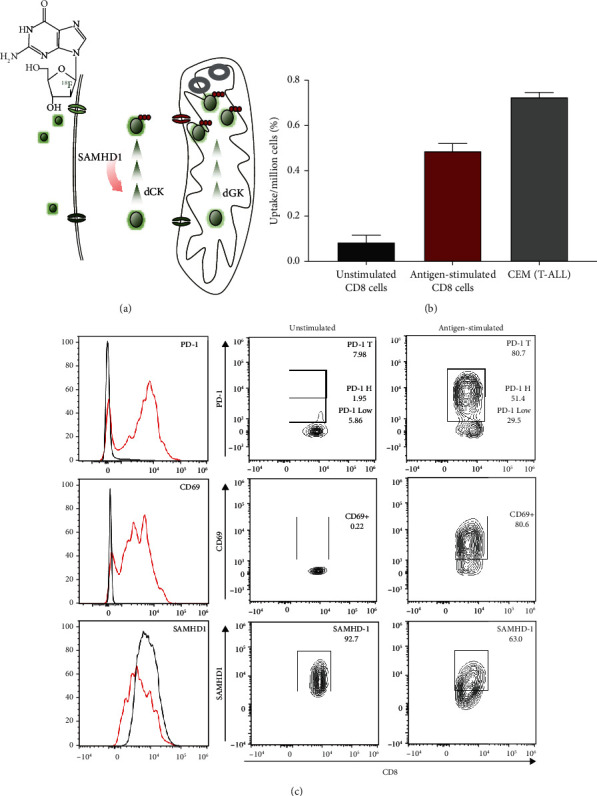 Biodistribution of a Mitochondrial Metabolic Tracer, [<sup>18</sup>F]F-AraG, in Healthy Volunteers.