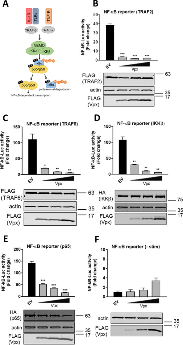 HIV-2/SIV Vpx antagonises NF-κB activation by targeting p65.