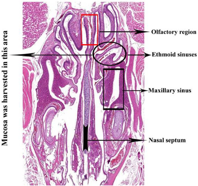 Activation of STAT6 by intranasal allergens correlated with the development of eosinophilic chronic rhinosinusitis in a mouse model.