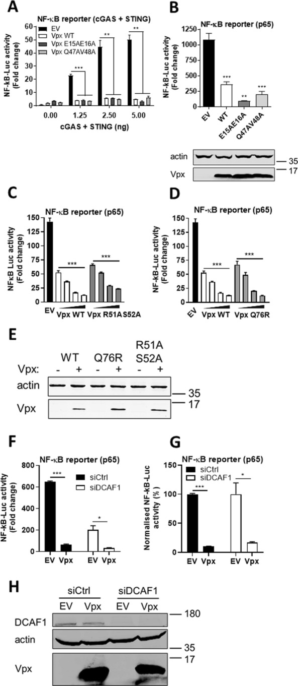 HIV-2/SIV Vpx antagonises NF-κB activation by targeting p65.