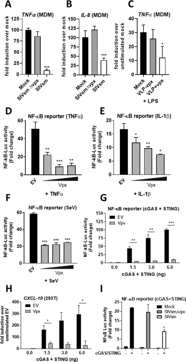 HIV-2/SIV Vpx antagonises NF-κB activation by targeting p65.