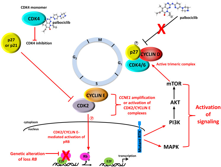 CDK4: a master regulator of the cell cycle and its role in cancer.