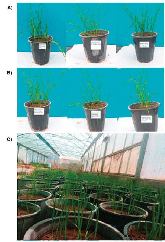 Zinc Oxide Nanoparticles Enhance Drought Tolerance in Wheat via Physio-Biochemical Changes and Stress Genes Expression.