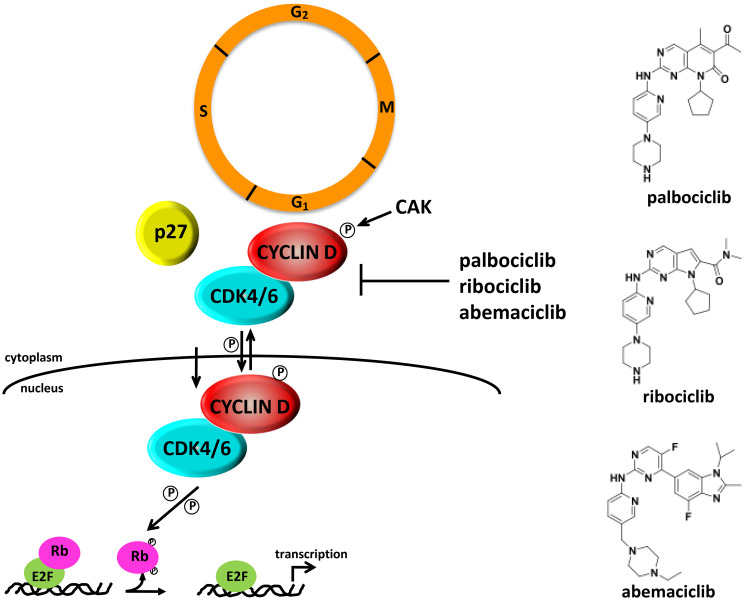 CDK4: a master regulator of the cell cycle and its role in cancer.