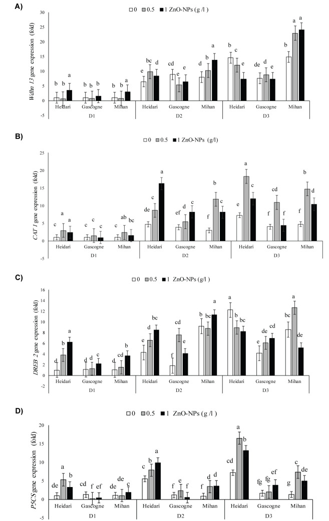 Zinc Oxide Nanoparticles Enhance Drought Tolerance in Wheat via Physio-Biochemical Changes and Stress Genes Expression.