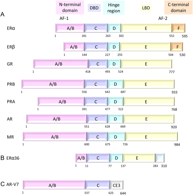 Visualization of the protein-protein interactions of hormone receptors in hormone-dependent cancer research.