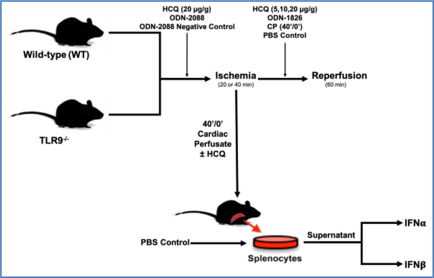 Hydroxychloroquine Attenuates Myocardial Ischemic and Post-Ischemic Reperfusion Injury by Inhibiting the Toll-Like Receptor 9 - Type I Interferon Pathway.