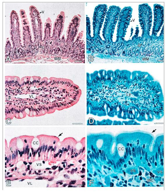 Comparison between the techniques of inclusion in glycol methacrylate (GMA)-based plastic resin and paraffin for evaluation intestinal morphometry in horses.