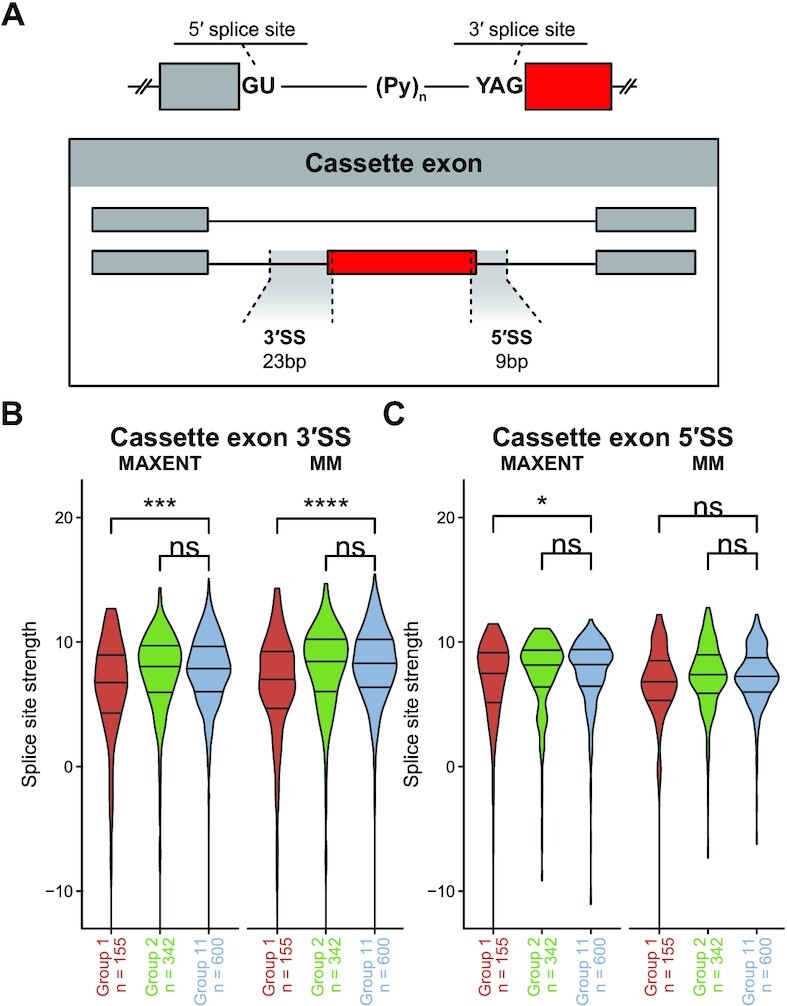 Comprehensive profiling of mRNA splicing indicates that GC content signals altered cassette exon inclusion in Ewing sarcoma.