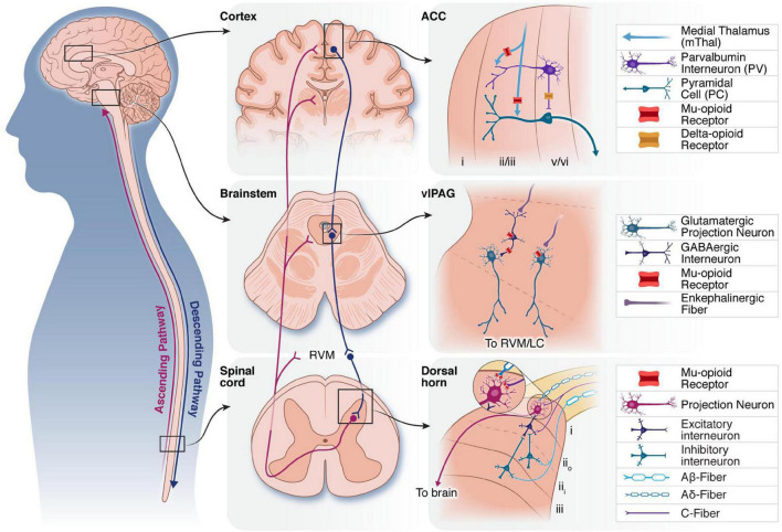 The role of endogenous opioid neuropeptides in neurostimulation-driven analgesia.