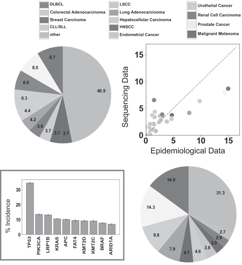 How often is each gene mutated within the cancer patient population?