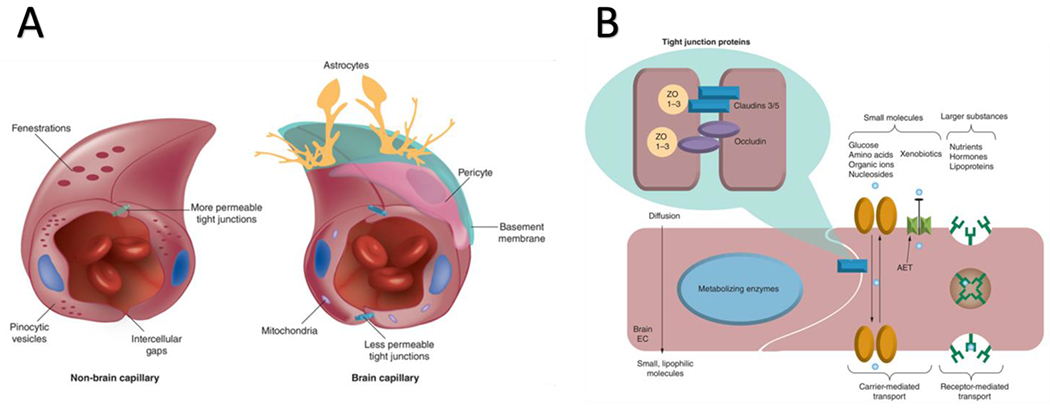 Endovascular Chemotherapy: Selective Targeting for Brain Cancer.