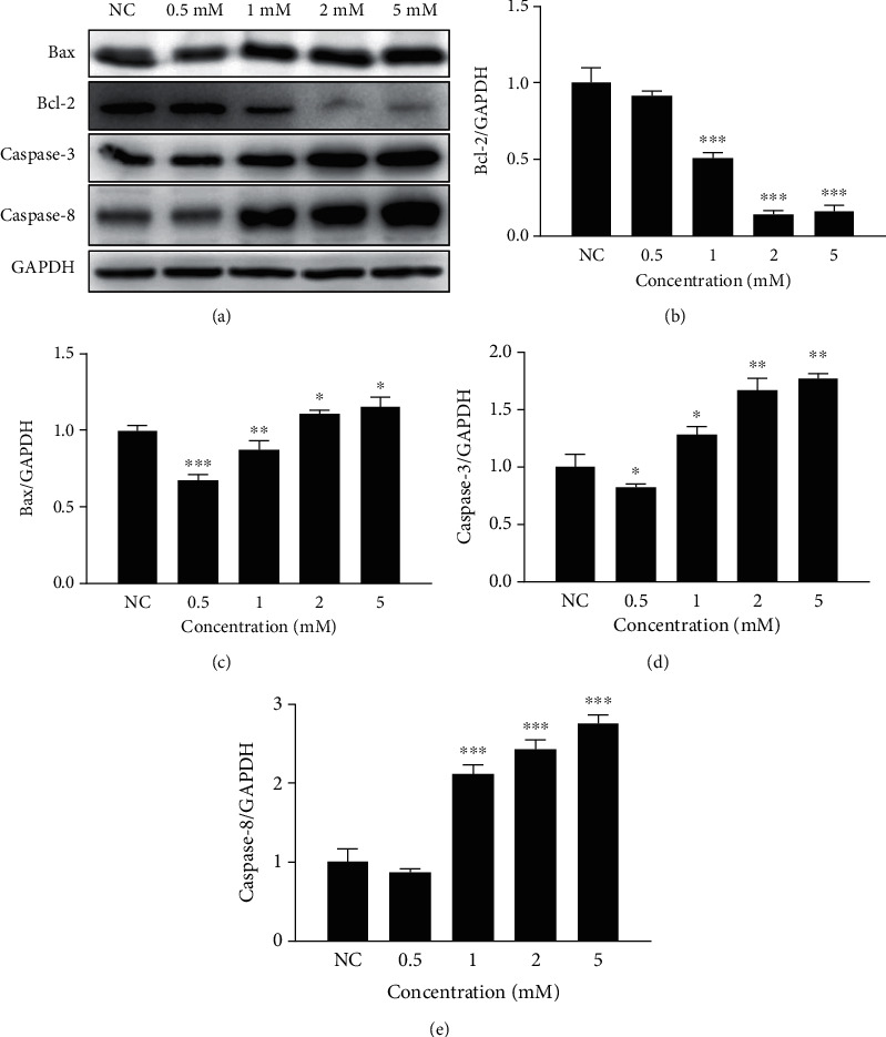 Protective Effects of Vitamin C against Neomycin-Induced Apoptosis in HEI-OC1 Auditory Cell.