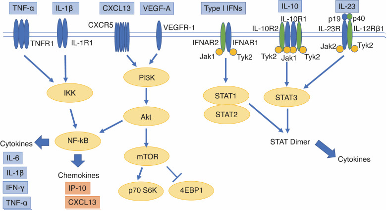 Candidate biomarkers for idiopathic multicentric Castleman disease.