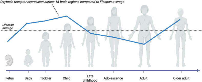 Oxytocin’s dynamic role across the lifespan